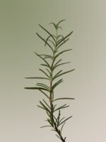 AROMATICA Rosemary Scalp Shampoo – 180ml - Image 2