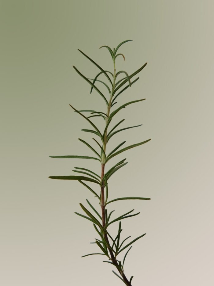 AROMATICA Rosemary Scalp Shampoo – 180ml - Image 2