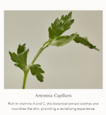 Beauty Of Joseon Matte Sun Stick : Mugwort+Camelia (SPF 50+ PA++++) – 18g - Image 5